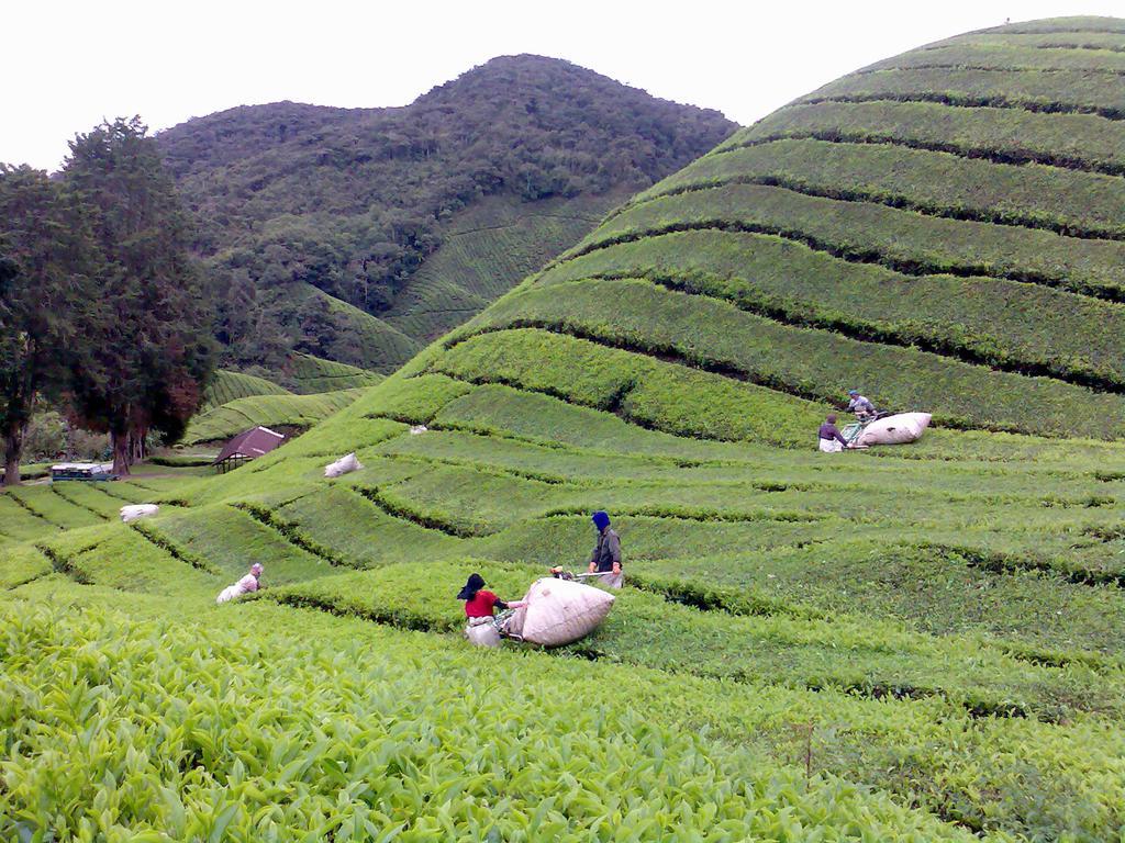 Hillview Inn Cameron Highlands Exterior foto
